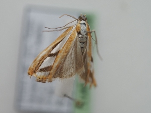  ( - TLMF_Lep_40396)  @11 [ ] CreativeCommons - Attribution Non-Commercial Share-Alike (2024) Peter Huemer Tiroler Landesmuseum