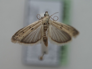  ( - TLMF_Lep_40421)  @11 [ ] CreativeCommons - Attribution Non-Commercial Share-Alike (2024) Peter Huemer Tiroler Landesmuseum