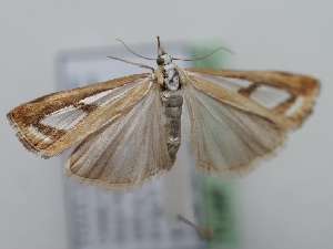  ( - TLMF_Lep_41267)  @11 [ ] CreativeCommons - Attribution Non-Commercial Share-Alike (2024) Peter Huemer Tiroler Landesmuseum