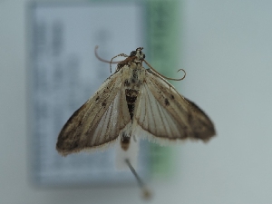  ( - TLMF_Lep_41422)  @11 [ ] CreativeCommons - Attribution Non-Commercial Share-Alike (2024) Peter Huemer Tiroler Landesmuseum