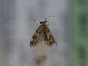  ( - TLMF_Lep_41655)  @11 [ ] CreativeCommons - Attribution Non-Commercial Share-Alike (2024) Peter Huemer Tiroler Landesmuseum