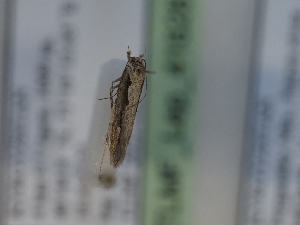  ( - TLMF_Lep_41828)  @11 [ ] CreativeCommons - Attribution Non-Commercial Share-Alike (2024) Peter Huemer Tiroler Landesmuseum