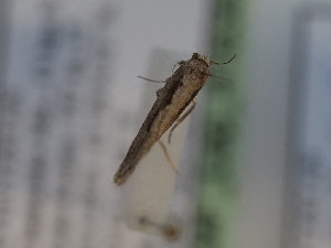  ( - TLMF_Lep_41839)  @11 [ ] CreativeCommons - Attribution Non-Commercial Share-Alike (2024) Peter Huemer Tiroler Landesmuseum