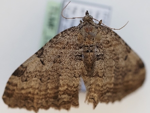  ( - TLMF_Lep_41978)  @11 [ ] CreativeCommons - Attribution Non-Commercial Share-Alike (2024) Peter Huemer Tiroler Landesmuseum