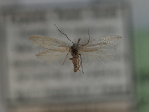  ( - TLMF_Lep_42155)  @11 [ ] CreativeCommons - Attribution Non-Commercial Share-Alike (2024) Peter Huemer Tiroler Landesmuseum