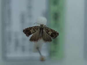  ( - TLMF_Lep_42171)  @11 [ ] CreativeCommons - Attribution Non-Commercial Share-Alike (2024) Peter Huemer Tiroler Landesmuseum