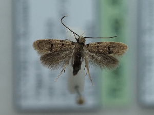  ( - TLMF_Lep_42213)  @11 [ ] CreativeCommons - Attribution Non-Commercial Share-Alike (2024) Peter Huemer Tiroler Landesmuseum