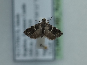  ( - TLMF_Lep_42240)  @11 [ ] CreativeCommons - Attribution Non-Commercial Share-Alike (2024) Peter Huemer Tiroler Landesmuseum