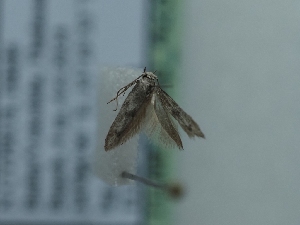  ( - TLMF_Lep_42354)  @11 [ ] CreativeCommons - Attribution Non-Commercial Share-Alike (2024) Peter Huemer Tiroler Landesmuseum