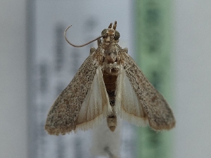  ( - TLMF_Lep_42391)  @11 [ ] CreativeCommons - Attribution Non-Commercial Share-Alike (2024) Peter Huemer Tiroler Landesmuseum