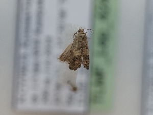  ( - TLMF_Lep_42443)  @11 [ ] CreativeCommons - Attribution Non-Commercial Share-Alike (2024) Peter Huemer Tiroler Landesmuseum