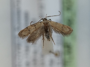  ( - TLMF_Lep_42479)  @11 [ ] CreativeCommons - Attribution Non-Commercial Share-Alike (2024) Peter Huemer Tiroler Landesmuseum