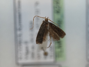  (Sarisophora ptochomorpha - TLMF_Lep_42497)  @11 [ ] CreativeCommons - Attribution Non-Commercial Share-Alike (2024) Peter Huemer Tiroler Landesmuseum