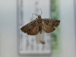  ( - TLMF_Lep_42498)  @11 [ ] CreativeCommons - Attribution Non-Commercial Share-Alike (2024) Peter Huemer Tiroler Landesmuseum