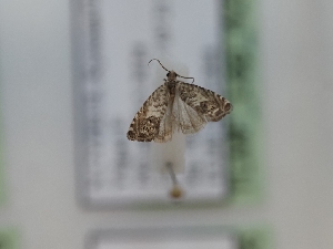  ( - TLMF_Lep_42500)  @11 [ ] CreativeCommons - Attribution Non-Commercial Share-Alike (2024) Peter Huemer Tiroler Landesmuseum