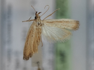  (Hypsotropa paucipunctella - TLMF_Lep_42527)  @11 [ ] CreativeCommons - Attribution Non-Commercial Share-Alike (2024) Peter Huemer Tiroler Landesmuseum