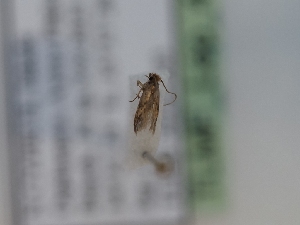  (Dryadaula nedae - TLMF_Lep_42646)  @11 [ ] CreativeCommons - Attribution Non-Commercial Share-Alike (2024) Peter Huemer Tiroler Landesmuseum