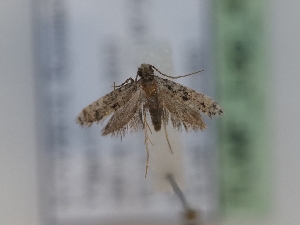  (Ateliotum arenbergeri - TLMF_Lep_42647)  @11 [ ] CreativeCommons - Attribution Non-Commercial Share-Alike (2024) Peter Huemer Tiroler Landesmuseum