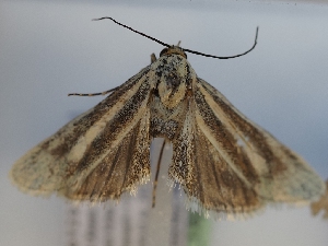  (Brachodes norbertkeili - TLMF_Lep_43000)  @11 [ ] CreativeCommons - Attribution Non-Commercial Share-Alike (2024) Peter Huemer Tiroler Landesmuseum