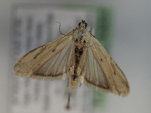  ( - TLMF_Lep_43257)  @11 [ ] CreativeCommons - Attribution Non-Commercial Share-Alike (2024) Peter Huemer Tiroler Landesmuseum