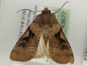  ( - TLMF_Lep_43677)  @11 [ ] CreativeCommons - Attribution Non-Commercial Share-Alike (2024) Peter Huemer Tiroler Landesmuseum