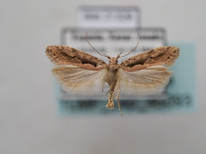  ( - TLMF_Lep_46093)  @11 [ ] CreativeCommons - Attribution Non-Commercial Share-Alike (2025) Peter Huemer Tiroler Landesmuseum