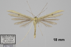  ( - TLMF_Lep_46100)  @11 [ ] CreativeCommons - Attribution Non-Commercial Share-Alike (2025) Peter Huemer Tiroler Landesmuseum