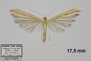  ( - TLMF_Lep_46101)  @11 [ ] CreativeCommons - Attribution Non-Commercial Share-Alike (2025) Peter Huemer Tiroler Landesmuseum