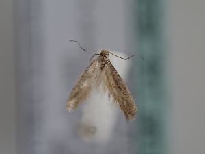  (Infurcitinea frustigerella - TLMF_Lep_46245)  @11 [ ] CreativeCommons - Attribution Non-Commercial Share-Alike (2025) Peter Huemer Tiroler Landesmuseum