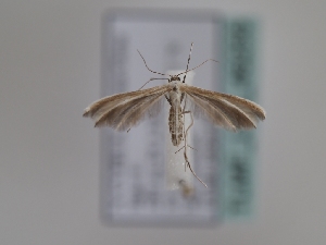  ( - TLMF_Lep_46255)  @11 [ ] CreativeCommons - Attribution Non-Commercial Share-Alike (2025) Peter Huemer Tiroler Landesmuseum