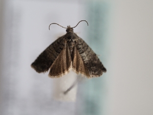  ( - TLMF_Lep_46262)  @11 [ ] CreativeCommons - Attribution Non-Commercial Share-Alike (2025) Peter Huemer Tiroler Landesmuseum