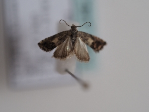  ( - TLMF_Lep_46263)  @11 [ ] CreativeCommons - Attribution Non-Commercial Share-Alike (2025) Peter Huemer Tiroler Landesmuseum