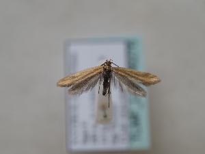  ( - TLMF_Lep_46276)  @11 [ ] CreativeCommons - Attribution Non-Commercial Share-Alike (2025) Peter Huemer Tiroler Landesmuseum