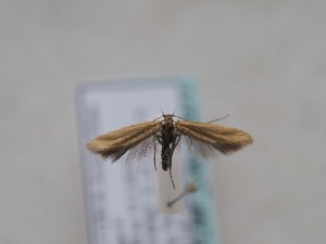  ( - TLMF_Lep_46277)  @11 [ ] CreativeCommons - Attribution Non-Commercial Share-Alike (2025) Peter Huemer Tiroler Landesmuseum