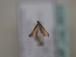  ( - TLMF_Lep_46314)  @11 [ ] CreativeCommons - Attribution Non-Commercial Share-Alike (2025) Peter Huemer Tiroler Landesmuseum