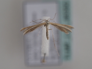  ( - TLMF_Lep_46350)  @11 [ ] CreativeCommons - Attribution Non-Commercial Share-Alike (2025) Peter Huemer Tiroler Landesmuseum