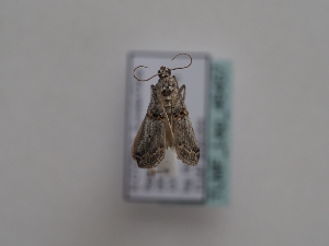  ( - TLMF_Lep_46457)  @11 [ ] CreativeCommons - Attribution Non-Commercial Share-Alike (2025) Peter Huemer Tiroler Landesmuseum