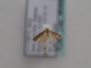  ( - TLMF_Lep_46488)  @11 [ ] CreativeCommons - Attribution Non-Commercial Share-Alike (2025) Peter Huemer Tiroler Landesmuseum