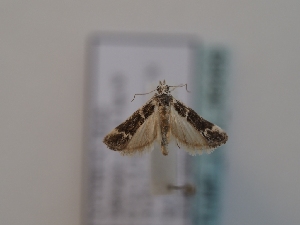  ( - TLMF_Lep_46499)  @11 [ ] CreativeCommons - Attribution Non-Commercial Share-Alike (2025) Peter Huemer Tiroler Landesmuseum