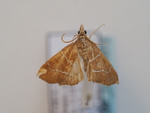  ( - TLMF_Lep_46512)  @11 [ ] CreativeCommons - Attribution Non-Commercial Share-Alike (2025) Peter Huemer Tiroler Landesmuseum