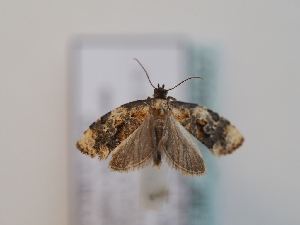  (Ditula bartoniana - TLMF_Lep_46527)  @11 [ ] CreativeCommons - Attribution Non-Commercial Share-Alike (2025) Peter Huemer Tiroler Landesmuseum