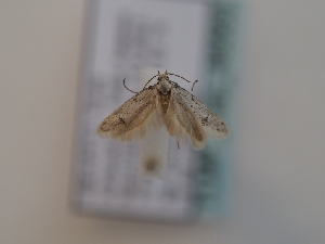  ( - TLMF_Lep_46563)  @11 [ ] CreativeCommons - Attribution Non-Commercial Share-Alike (2025) Peter Huemer Tiroler Landesmuseum