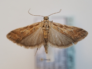  ( - TLMF_Lep_46612)  @11 [ ] CreativeCommons - Attribution Non-Commercial Share-Alike (2025) Peter Huemer Tiroler Landesmuseum