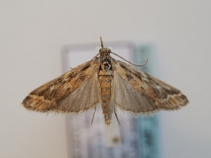  ( - TLMF_Lep_46613)  @11 [ ] CreativeCommons - Attribution Non-Commercial Share-Alike (2025) Peter Huemer Tiroler Landesmuseum