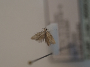  (Herrichia vilhelmseniella - TLMF_Lep_46663)  @11 [ ] CreativeCommons - Attribution Non-Commercial Share-Alike (2025) Peter Huemer Tiroler Landesmuseum