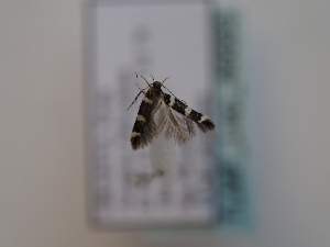  ( - TLMF_Lep_46683)  @11 [ ] CreativeCommons - Attribution Non-Commercial Share-Alike (2025) Peter Huemer Tiroler Landesmuseum