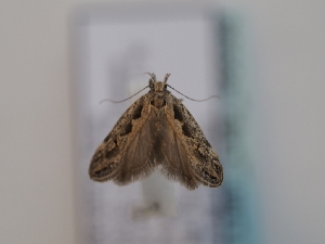  ( - TLMF_Lep_46698)  @11 [ ] CreativeCommons - Attribution Non-Commercial Share-Alike (2025) Peter Huemer Tiroler Landesmuseum