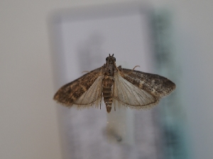  ( - TLMF_Lep_46700)  @11 [ ] CreativeCommons - Attribution Non-Commercial Share-Alike (2025) Peter Huemer Tiroler Landesmuseum