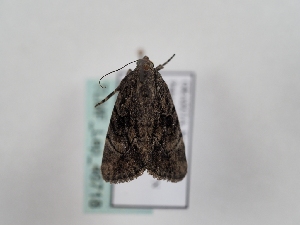  ( - TLMF_Lep_46718)  @11 [ ] CreativeCommons - Attribution Non-Commercial Share-Alike (2025) Peter Huemer Tiroler Landesmuseum