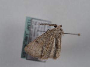  ( - TLMF_Lep_46751)  @11 [ ] CreativeCommons - Attribution Non-Commercial Share-Alike (2025) Peter Huemer Tiroler Landesmuseum